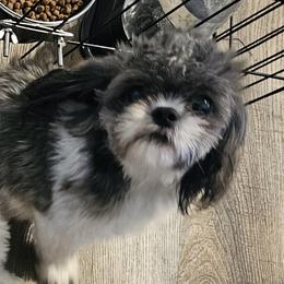 Mona - Shih Tzu