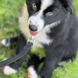 Lady - Girl 4 - Black & white Australian Shepherd puppy in Cleveland, Georgia from J&L Farm