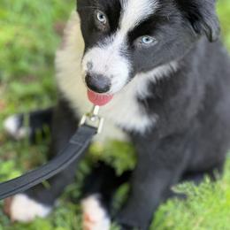 Lady - Girl 4 - Black & white Australian Shepherd puppy in Cleveland, Georgia from J&L Farm