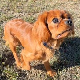 Marley - Cavalier King Charles Spaniel