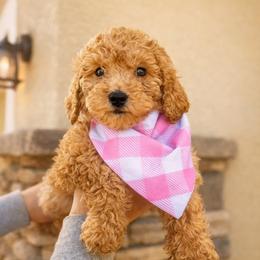 Buttercup - Apricot female Goldendoodle puppy in Sanford, Florida from Florida Coast Golden Doodles