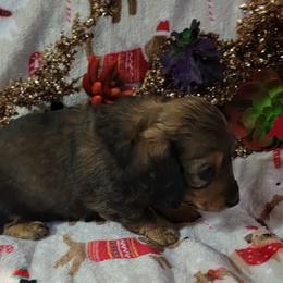 Dachshund Puppies from CLARK'S BREEDING PROGRAM