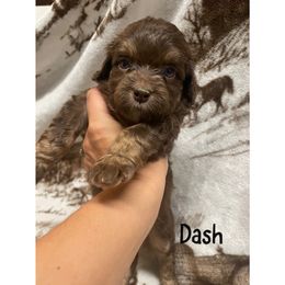 Dash - Red tri-color Aussiedoodle puppy in Tonopah, Arizona from Lazy T9 Ranch