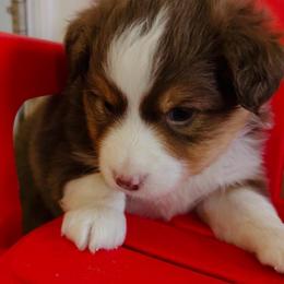 Nugget - Red tri male Miniature Australian Shepherd puppy in Norco, California from Joyfulpuppies