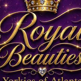 Yorkshire Terriers from Royal Beauties Yorkies of Atlanta