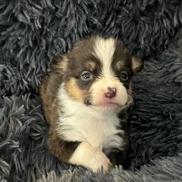 MO-M01 - Black and tan male Pembroke Welsh Corgi puppy in Stockton, Iowa from Infinity Corgis