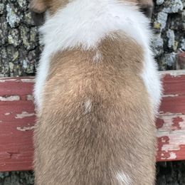 Saint Bernard Puppies from Mount Krumpit Saints