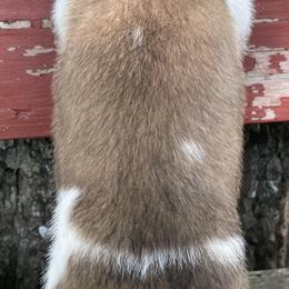Saint Bernard Puppies from Mount Krumpit Saints