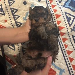 Sir Bakari - Phantom male Maltipoo puppy in Southern,, California from Maltipoo Tiny Pups & More