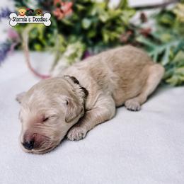 Goldendoodle and Shihpoo Puppies from Stormie's Doodles
