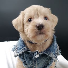 Boy 4 Mr. Navy - Apricot Schnoodle puppy in Leitchfield, Kentucky from Eveleigh Acres Puppies