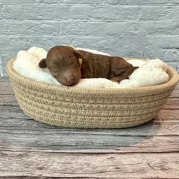 Sparkle (AKC) - Red  female Poodle puppy in Riverside, California from Red Toy Poodle World