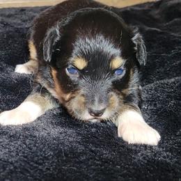 Rajah - Black tri female Miniature Australian Shepherd puppy in Sunbury, Pennsylvania from Elemental Mini Aussies