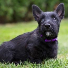 Mudis and Scottish Terriers from Kellie Verrelli's Puppies