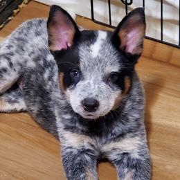 Partial full mask standard blue - Blue mottled female Australian Cattle Dog puppy in Lenoir, North Carolina from Blue Coyote Ranch