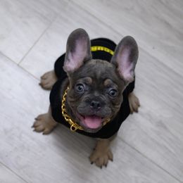 Blue Ranger - Blue fawn male French Bulldog puppy in Austin, Texas from ourfrenchies2yours