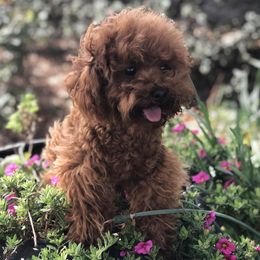 Glitter - Poodle