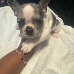Boy 2 - Tricolors male French Bulldog puppy in Fort Worth, Texas from Mina’s Minnies