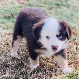 Miniature Australian Shepherd Puppies from Kuttin’ Up Mini Aussies
