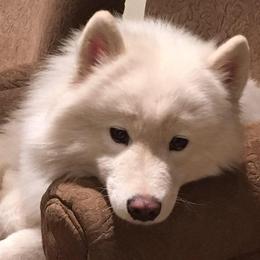 Samoyeds from Starstruck Samoyeds