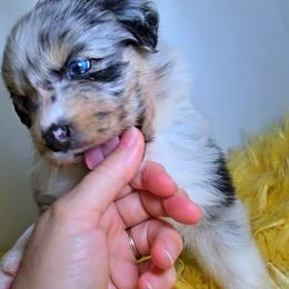 Australian Shepherd Puppies from Winsome Aussies