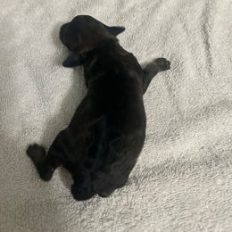 Creek - Black male Poodle puppy in Titus, Alabama from Paws & Kisses