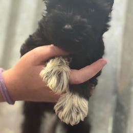 Eleanor - Black female Miniature Schnauzer puppy in Wentworth, Missouri from Twisted R Farm