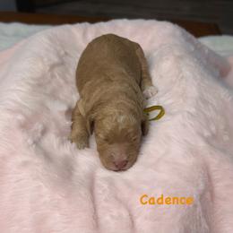Cadence - Apricot female Goldendoodle puppy in Sanderson, Florida from Serenity Goldendoodles