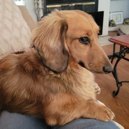 Zeus - Dachshund
