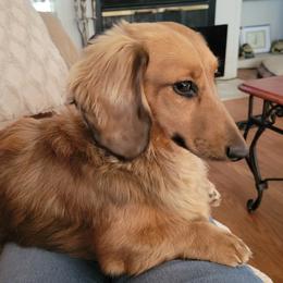 Zeus - Dachshund