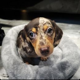 Dachshund Puppies from JnA Dachshunds