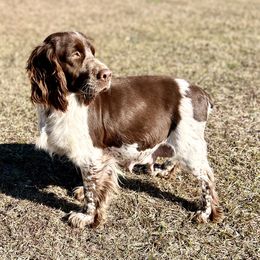 Mabel  - English Springer Spaniel