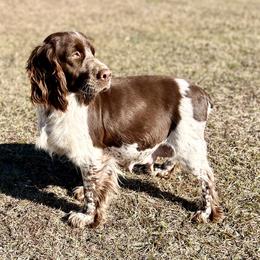 Mabel  - English Springer Spaniel