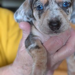 Blue - Dapple male Dachshund puppy in Riverdale, Utah from Holly Jolly Dachshunds