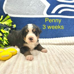 Penny - Yellow Collar - Black rust and white female Bernese Mountain Dog puppy in Ravensdale, Washington from Raven Rock Puppies