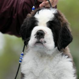 Saint Bernard Puppies from Southern Giants