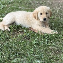 Lil hydrant - Golden Golden Retriever puppy in Ringgold, Georgia from Southern Belle's Puppies