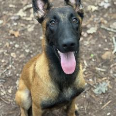 Belgian Malinois Puppies from Fromage Malinois