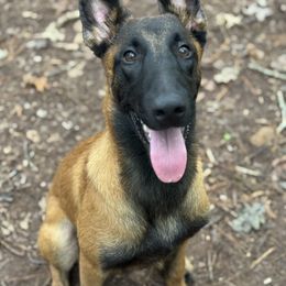 Belgian Malinois Puppies from Fromage Malinois