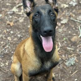 Belgian Malinois Puppies from Fromage Malinois