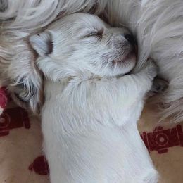 Boy 1 - White West Highland White Terrier puppy in Spokane, Washington from Pleasant Prairie Farms