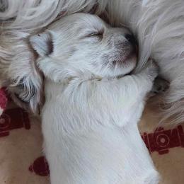 Boy 1 - White West Highland White Terrier puppy in Spokane, Washington from Pleasant Prairie Farms