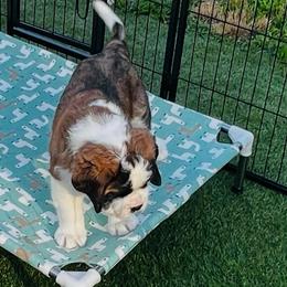 Butter - Mahogany and white male Saint Bernard puppy in Double Springs, Alabama from St Bernard Kingdom, LLC