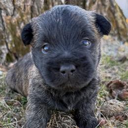 Gus - Black brindle male Cairn Terrier puppy in St. Joseph, Missouri from Stone & Thistle Cairn Terriers
