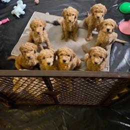 Goldendoodle Puppies from Da Ruba Doodles