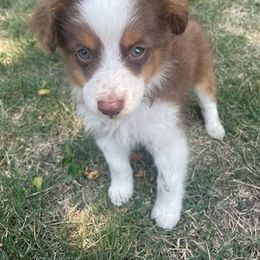 Boy 2 - Red tri Toy Australian Shepherd puppy in Marshall, Missouri from Schuber's Stockdogs