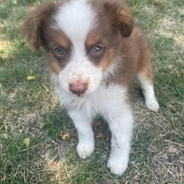 Boy 2 - Red tri Toy Australian Shepherd puppy in Marshall, Missouri from Schuber's Stockdogs