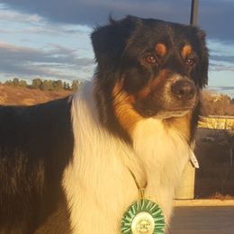 Finn - Australian Shepherd