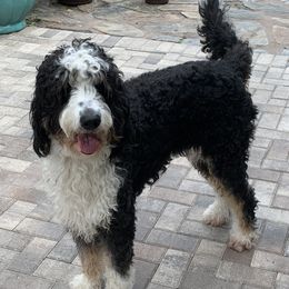 Bernedoodles and Labradoodles from Delaney Park Doodles