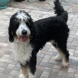 Bernedoodles and Labradoodles from Delaney Park Doodles